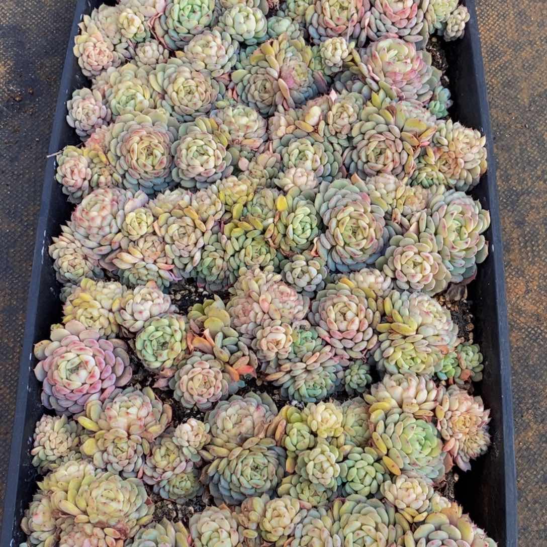 ?102多肉植物保护研究所所长助理