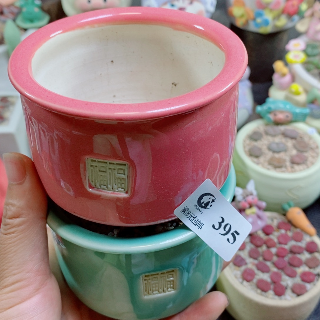 ^***蓉生石花花花哈哈哈哈哈哈395