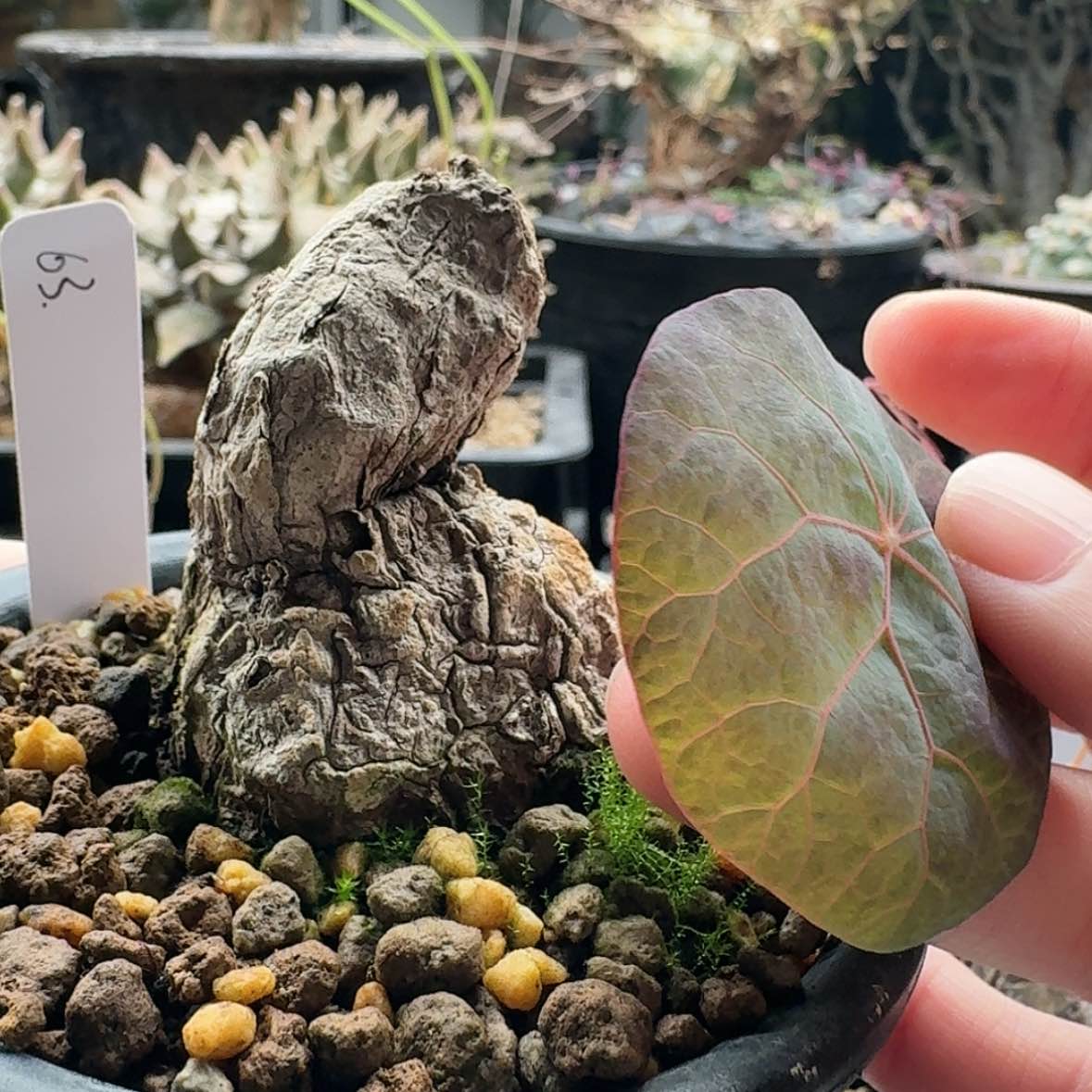 【闪购商品】63养定一叶龟