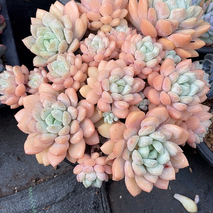 漠***然多肉植物一物一拍