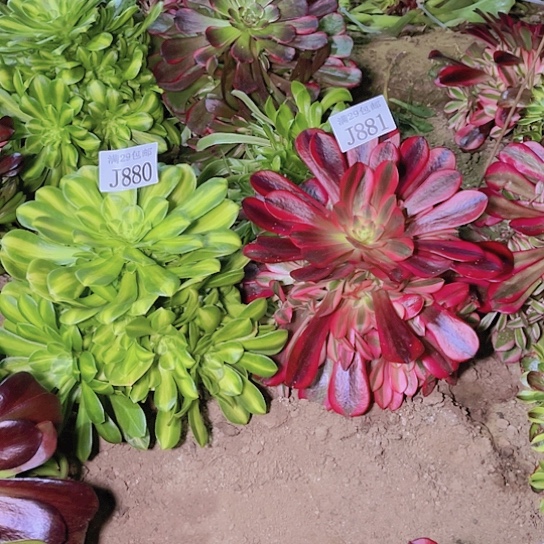 880五彩琉璃881美杜莎多肉植物