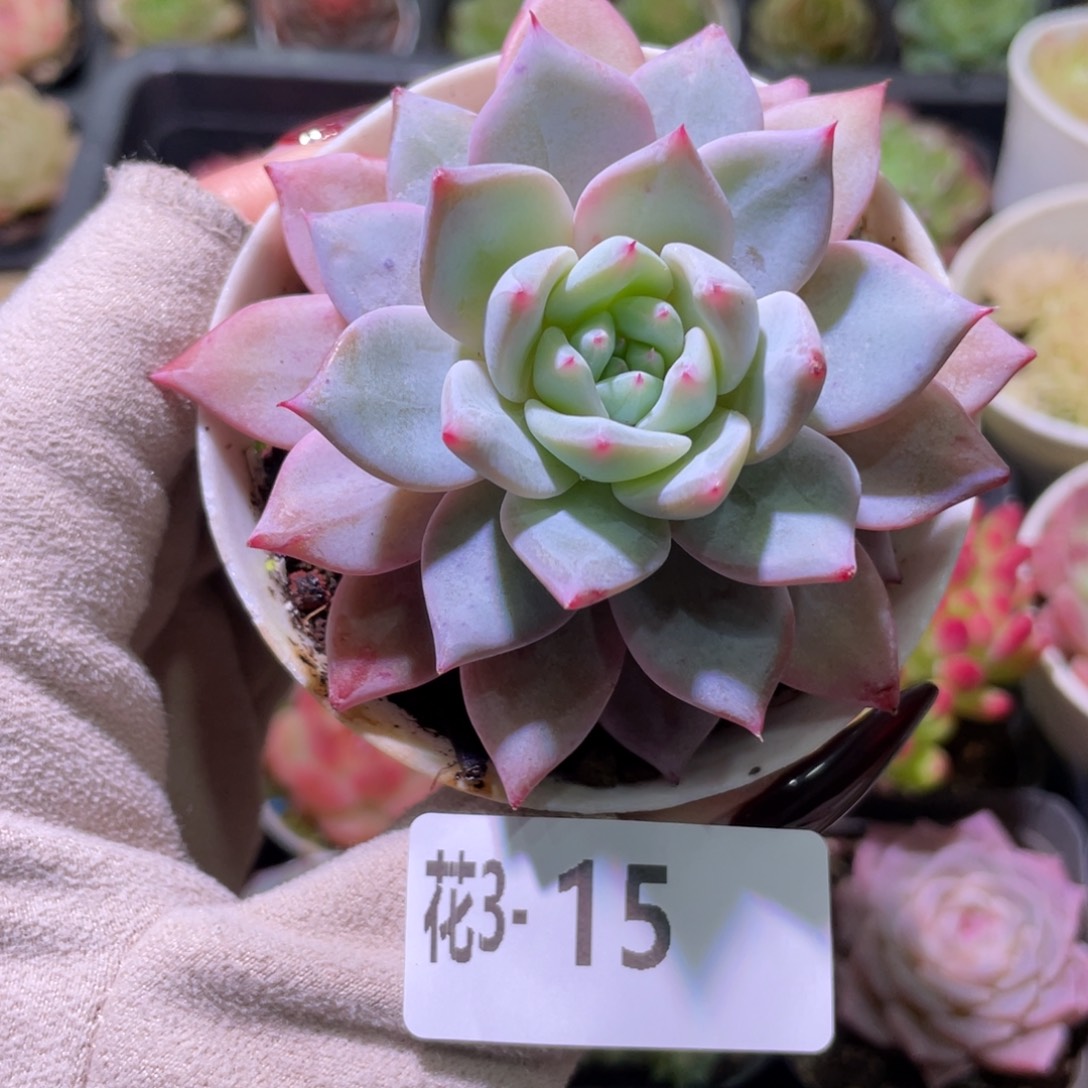 花利美3-15粉蓝鸟