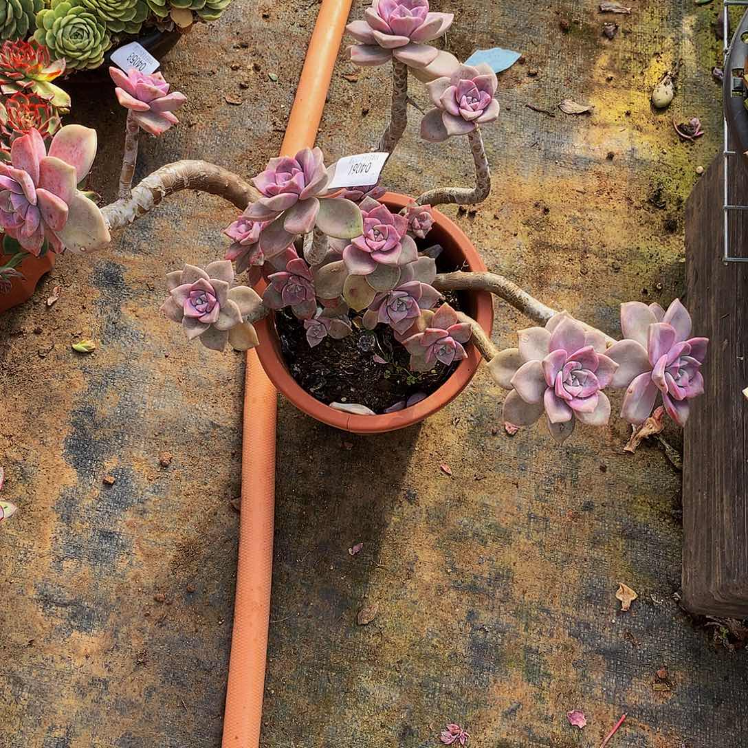 海***）   紫乐多肉84061