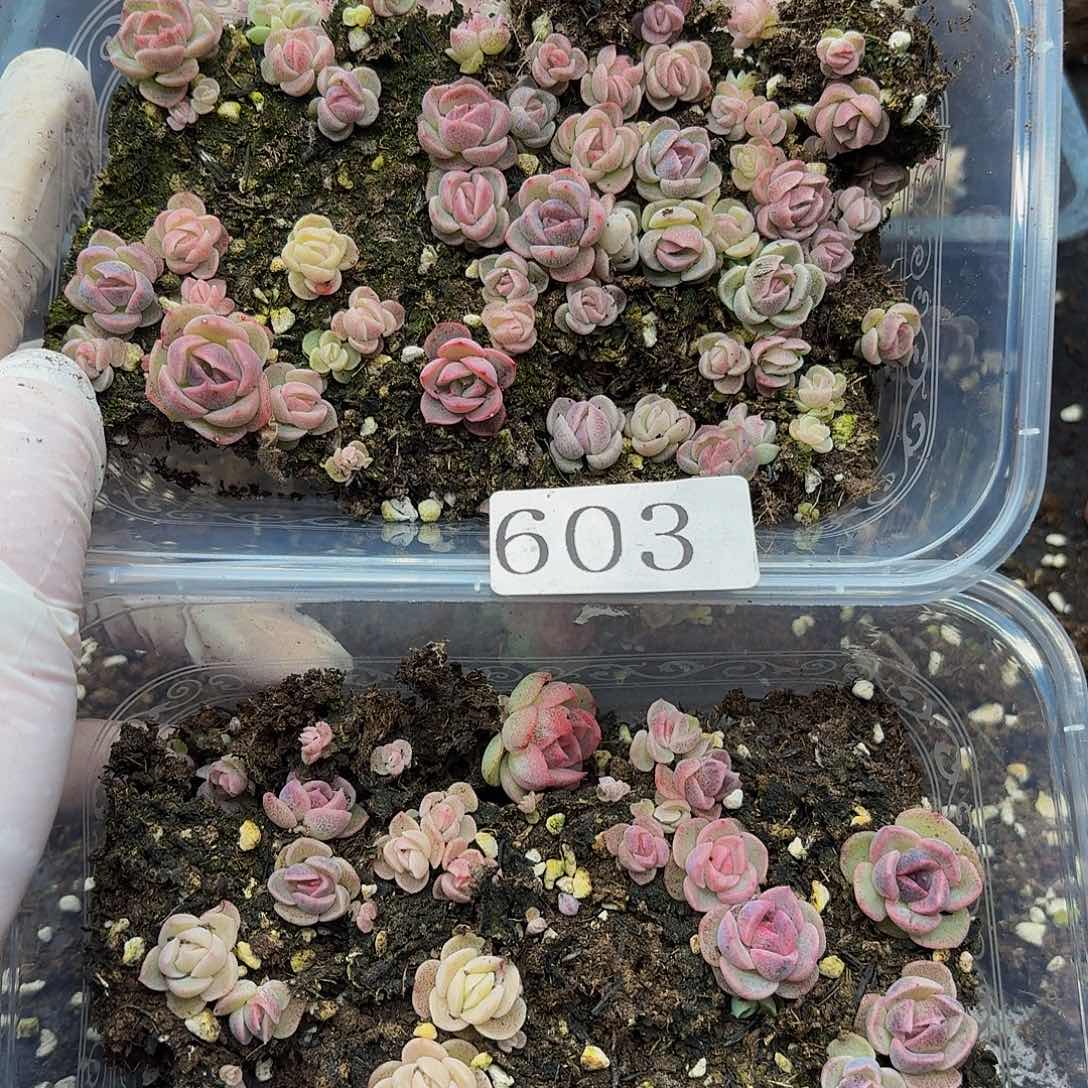 多肉植物多肉植物603