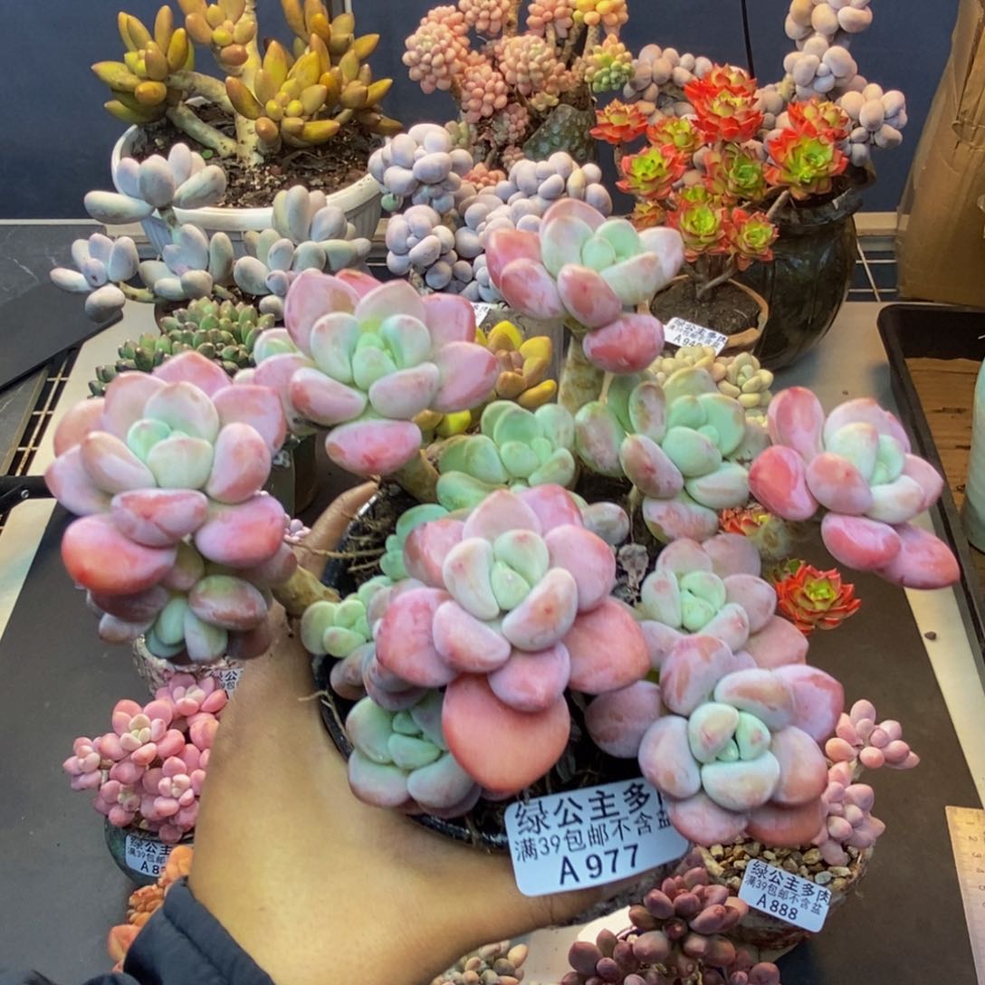 977樱花洛神多肉14c m