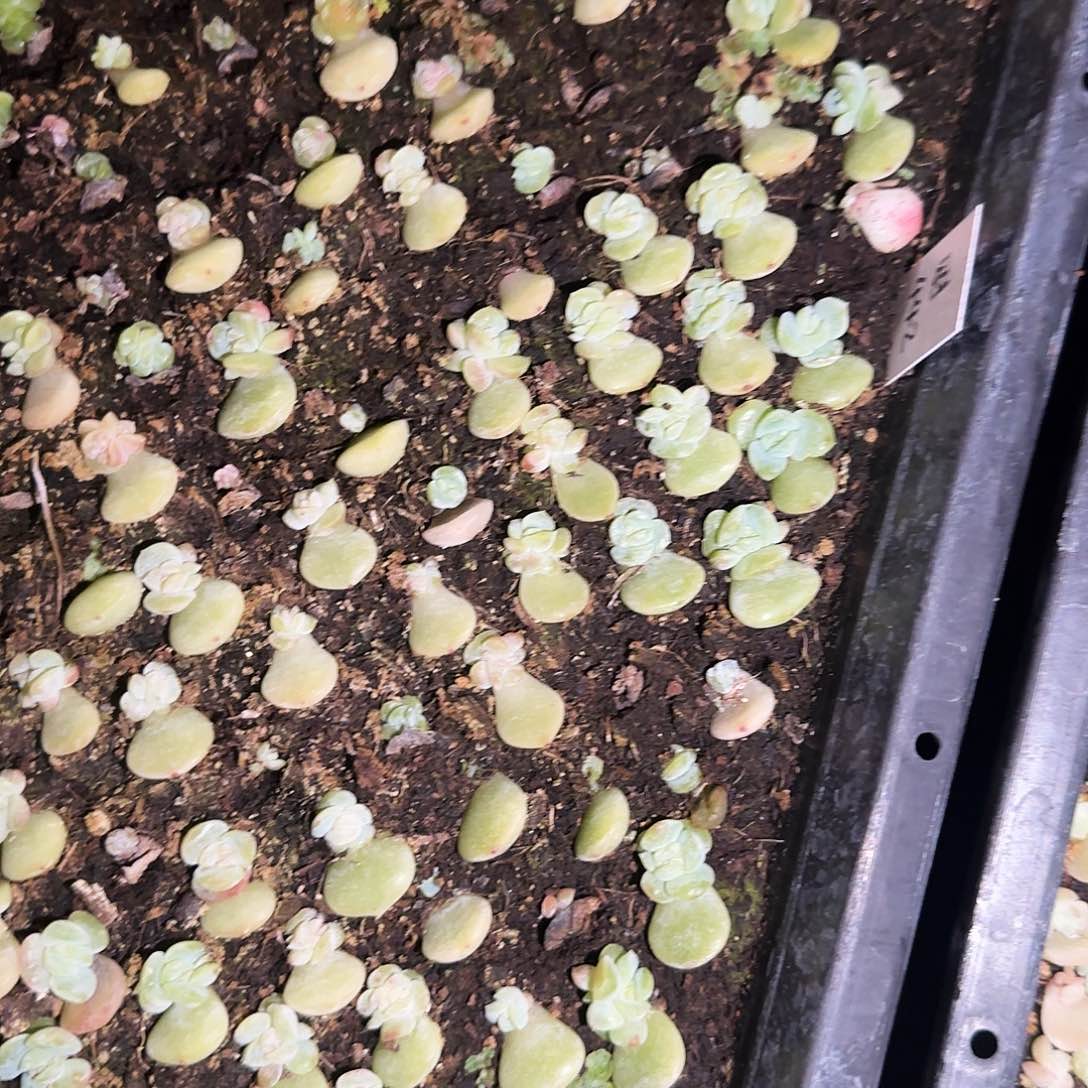 切糕财富442 芝麻40个左右切糕满25包邮
