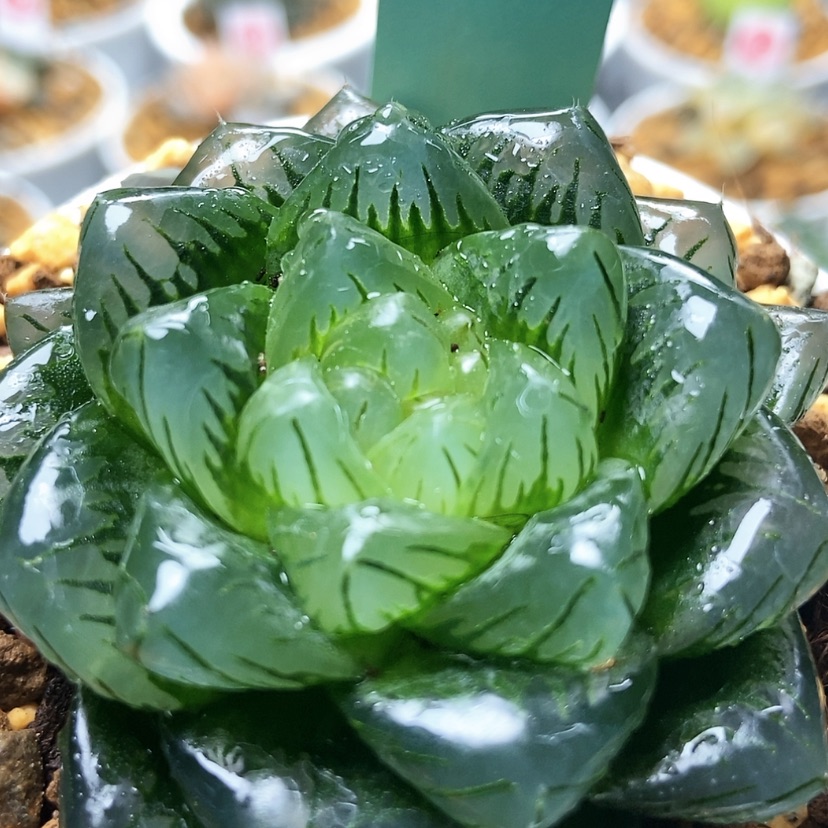 【闪购商品】?****?龙磷137