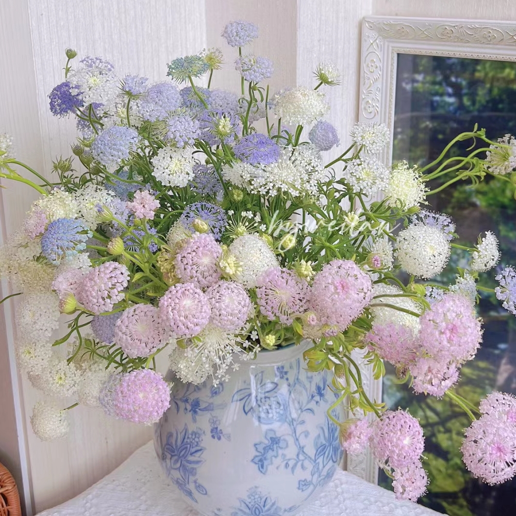 【520凑单福利】翠珠 灵动  一单陆运/两单升级冷链 云南鲜花基地发