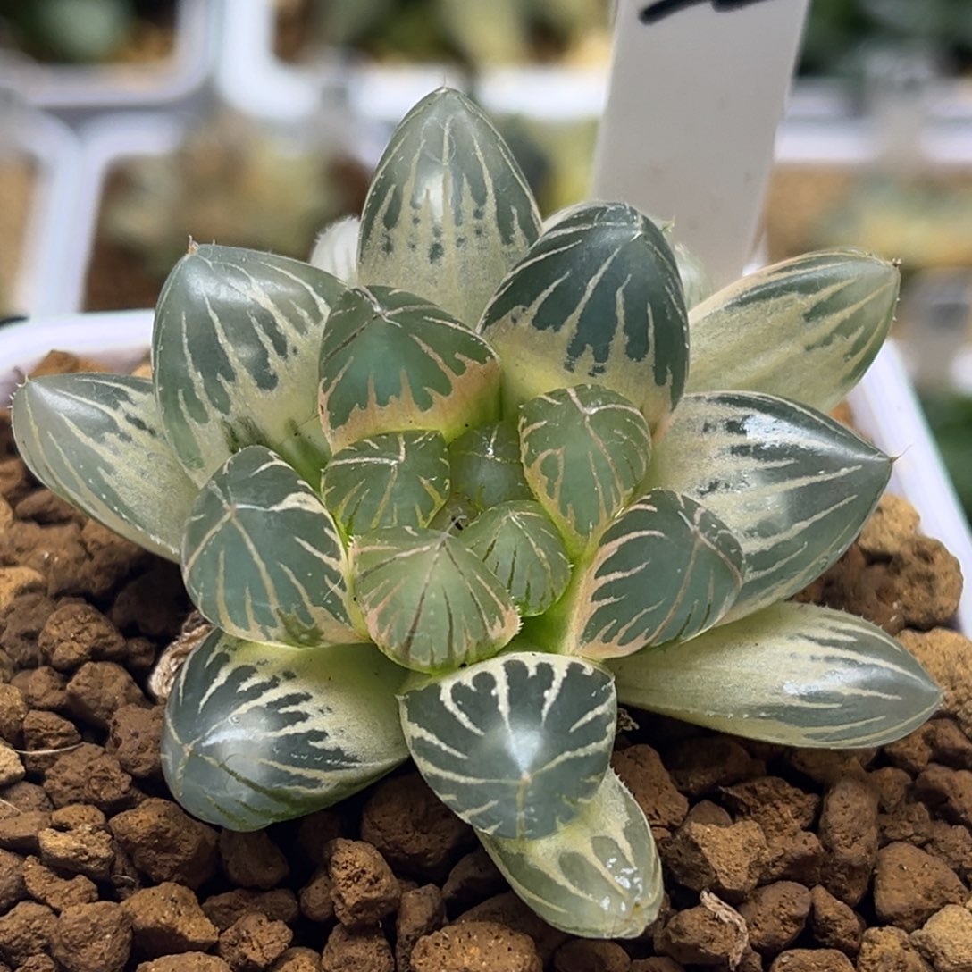 22双头糊斑龙爪玉露锦福利专场