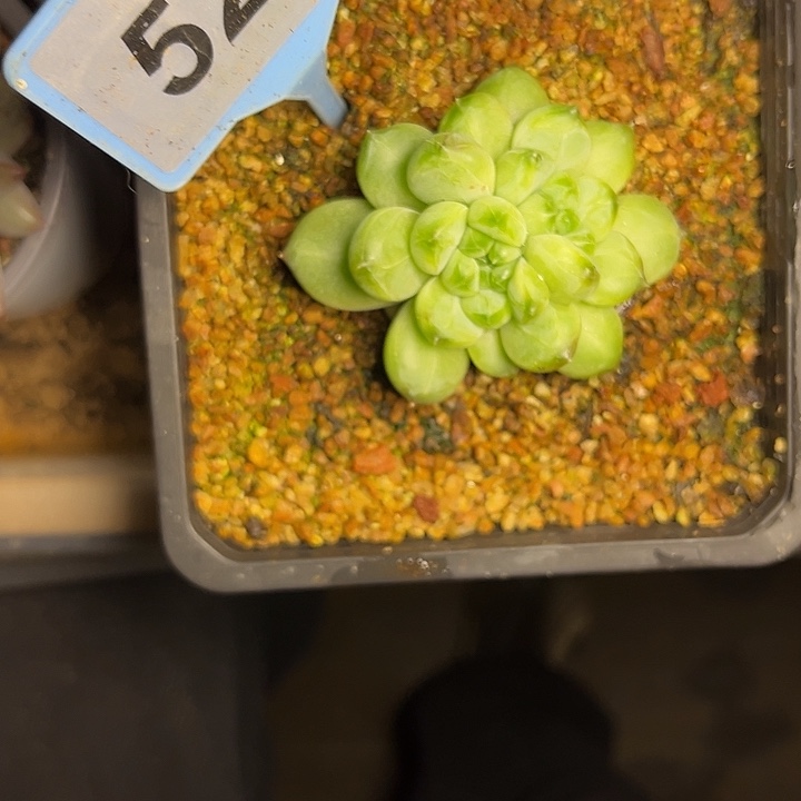 解****多肉植物青莉美人521