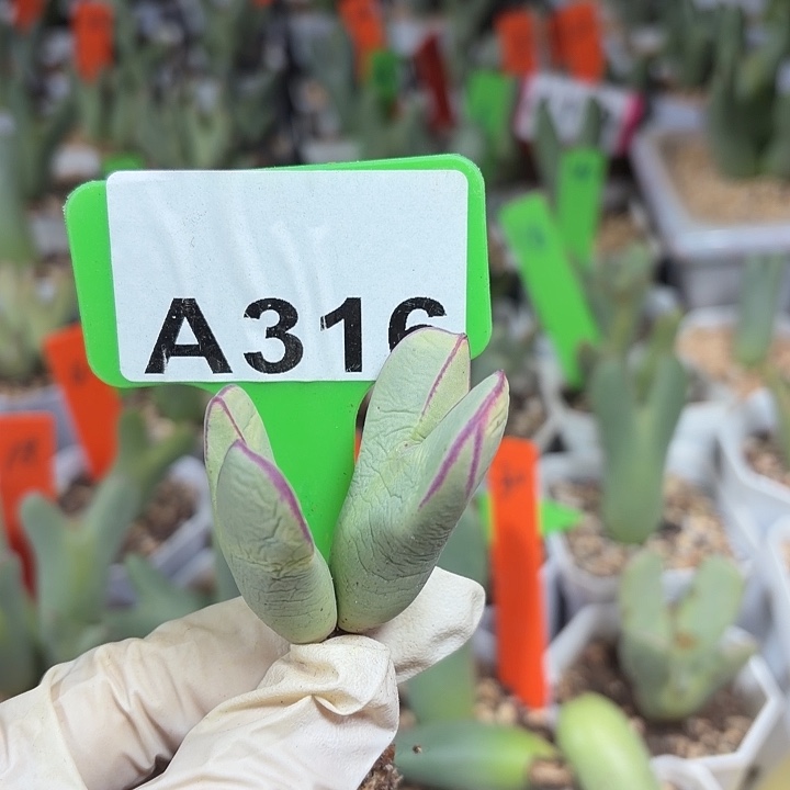 一****316nnnnnnnnnnnnnnnnnn