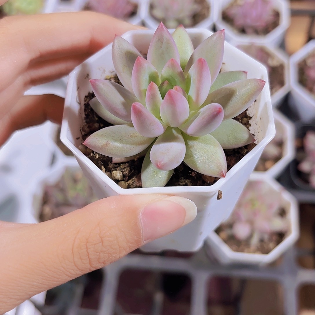 精品虞美人多肉植物