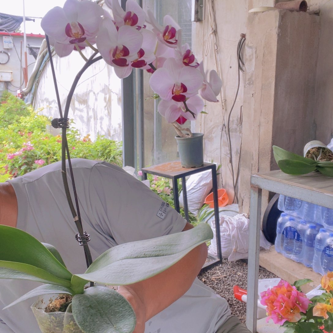 完全开放蝴蝶兰第一名