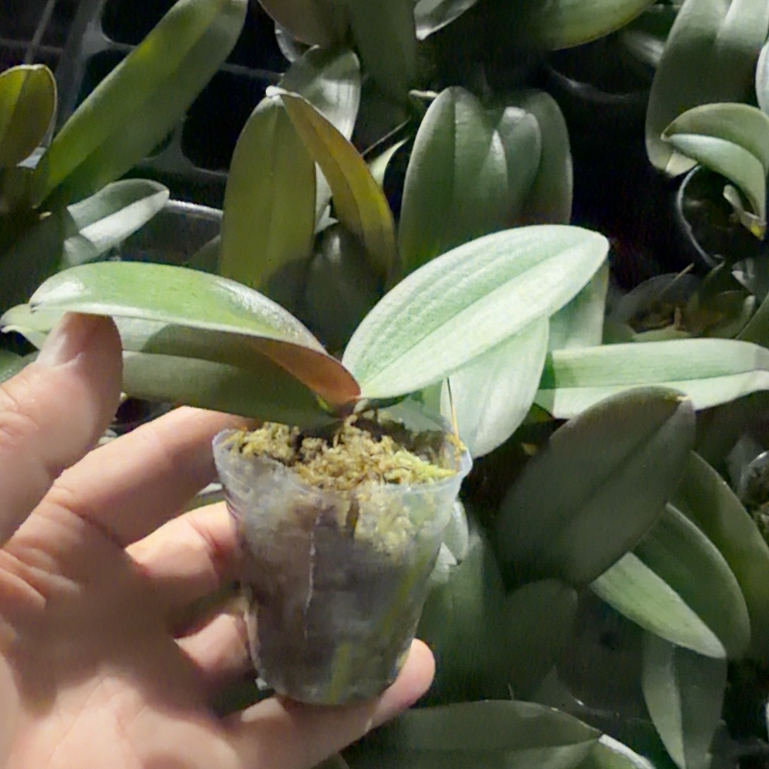 无花朵1.7寸梅花烙2颗