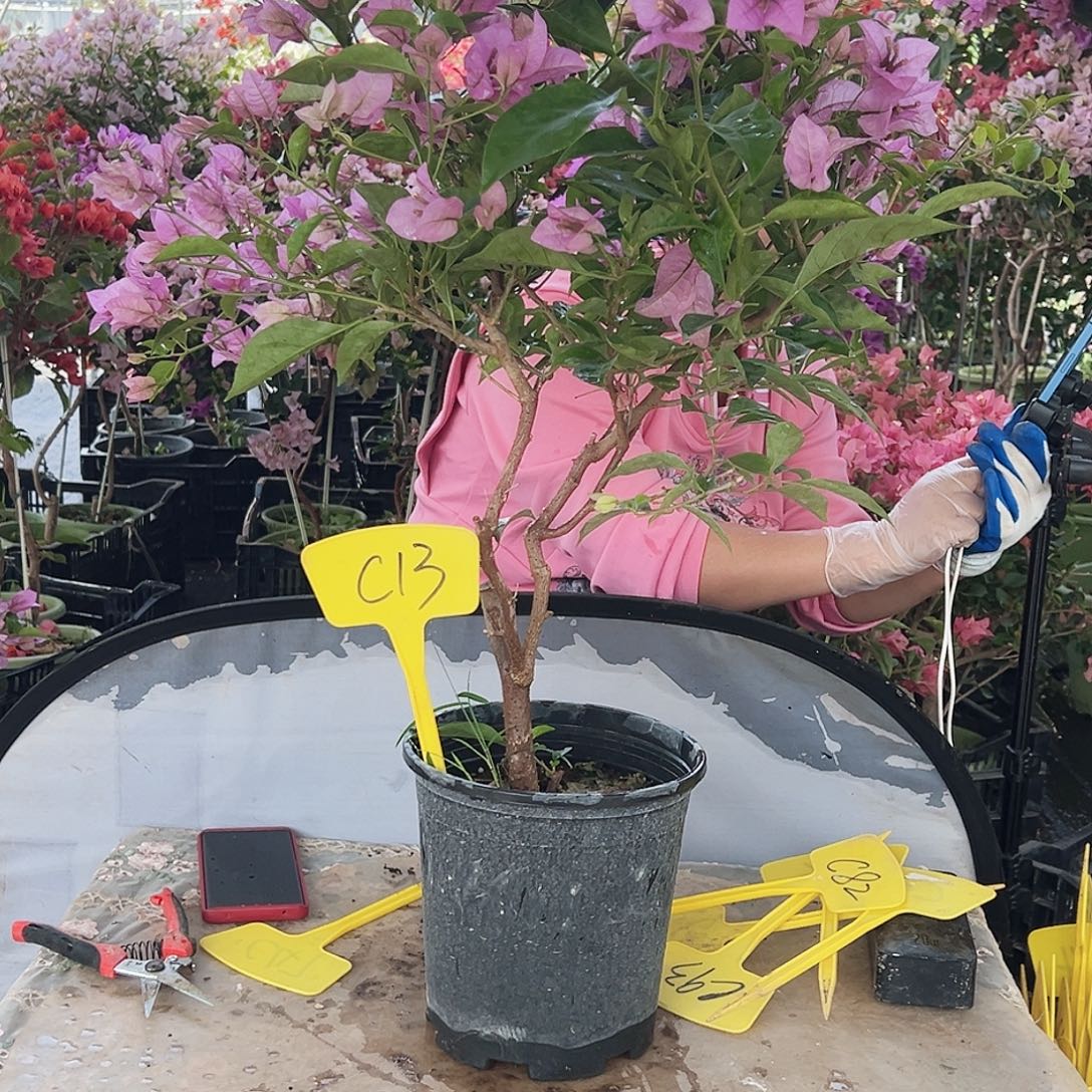 C***M大部分花苞少量开放C13赛佛理