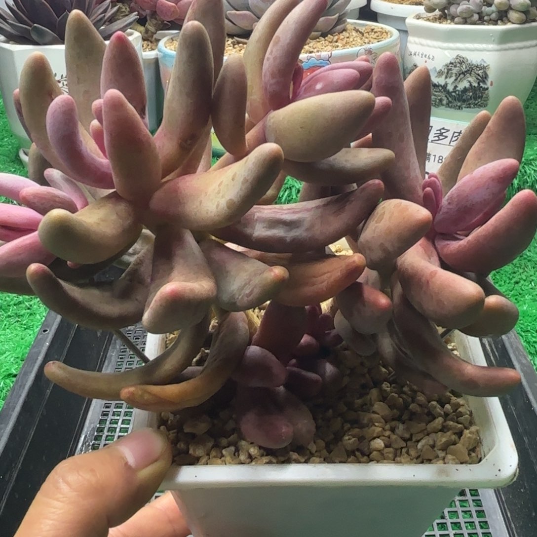 唐二姐多肉编号130