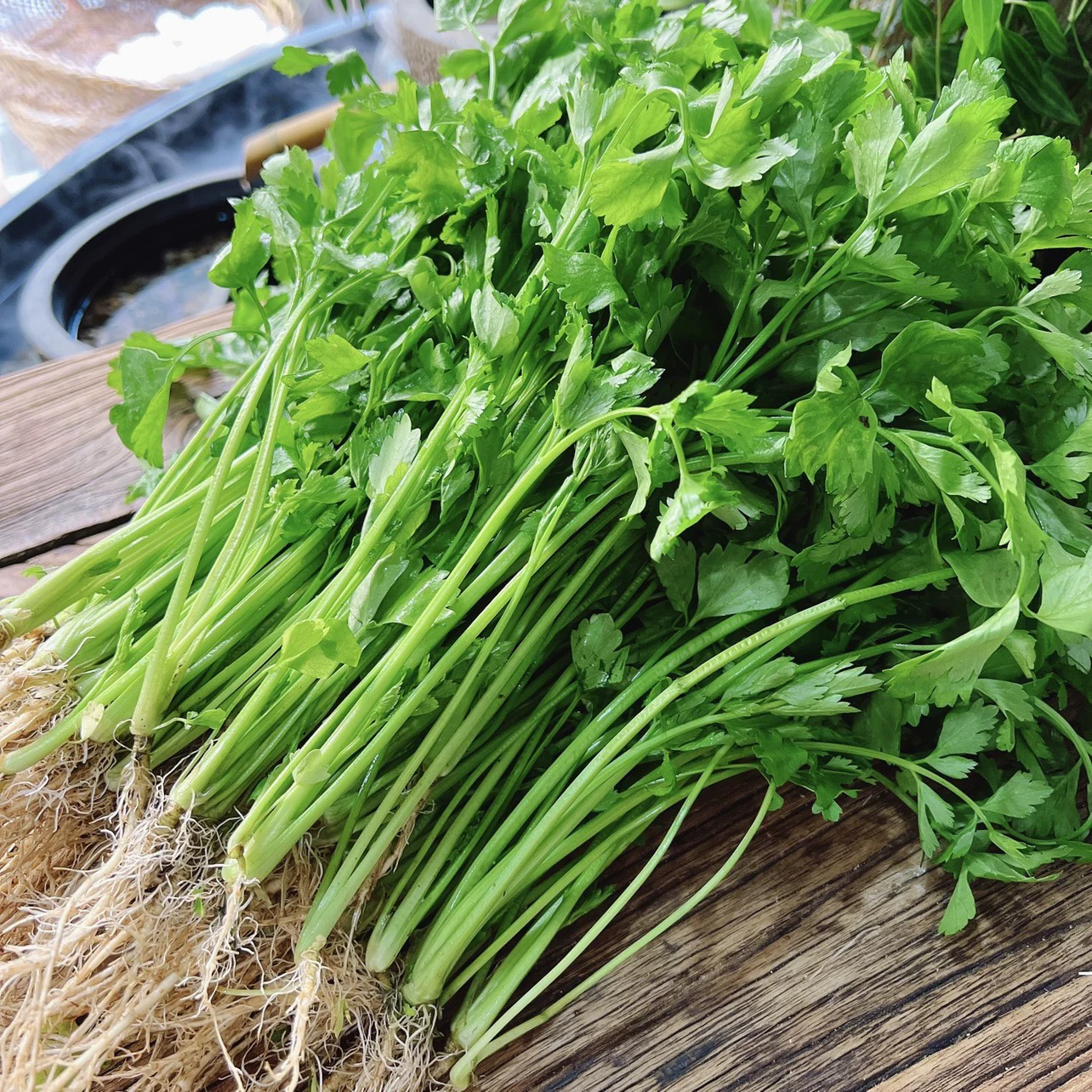 土芹菜 老品种细芹菜 湖南农家菜 农家露天自种新鲜时令蔬菜