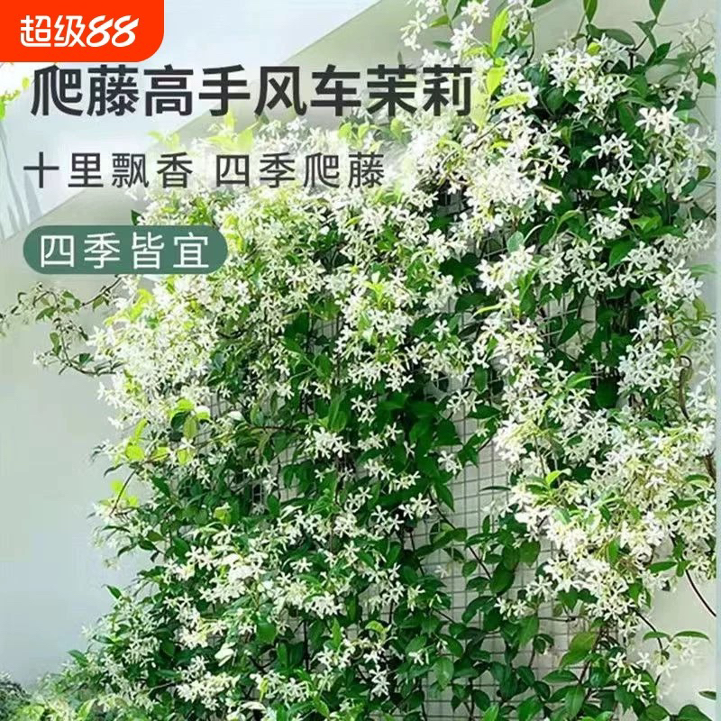 风车茉莉络石藤浓香花卉适合阳台庭院种植的爬藤植物