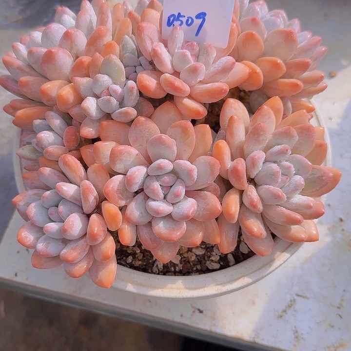 0509香水多肉植物