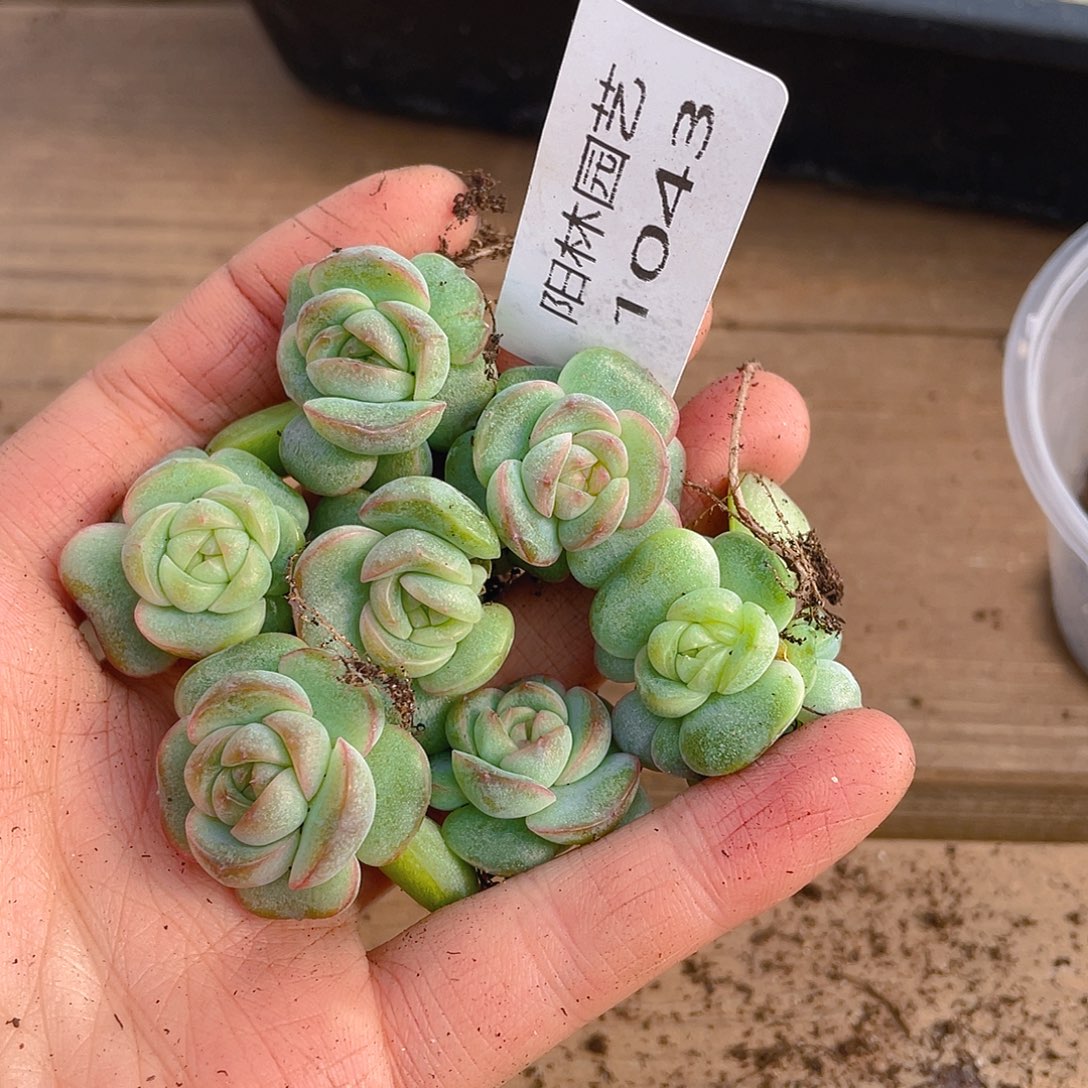 多肉植物多肉植物1043