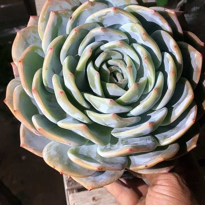 冷*凤城多肉植物5-5