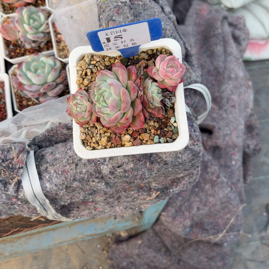 住****妞多肉植物11111