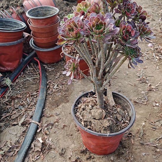 黑法师加急发货16