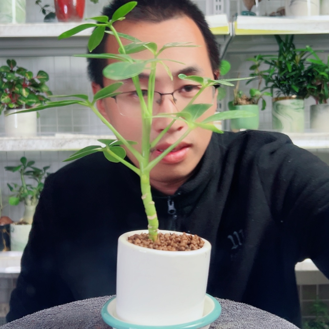 暮***紫无花朵30                   