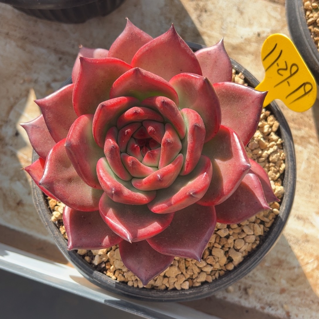 11-29-19粉钻多肉植物