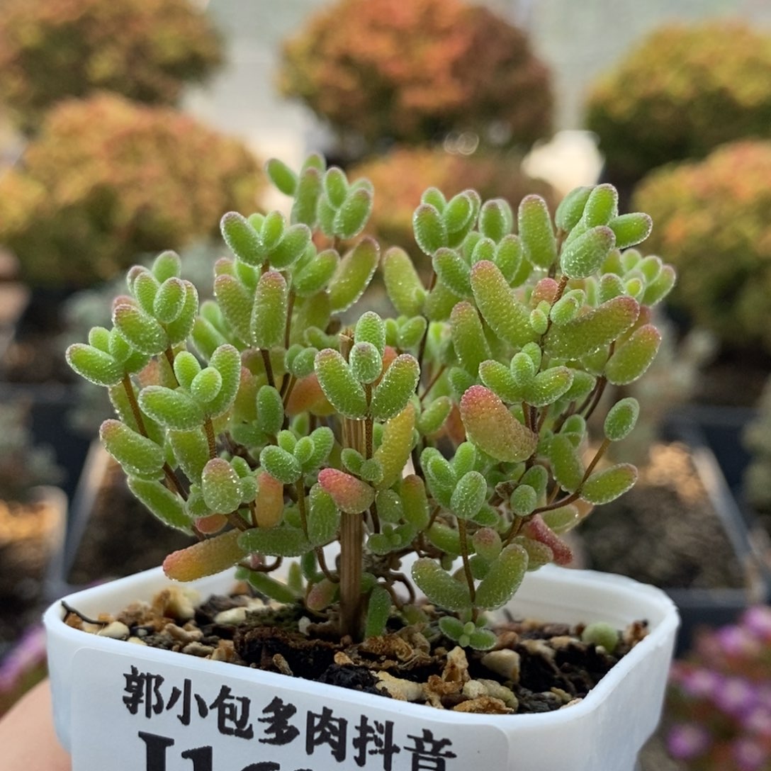 蜜橘糖球1690枝干番杏