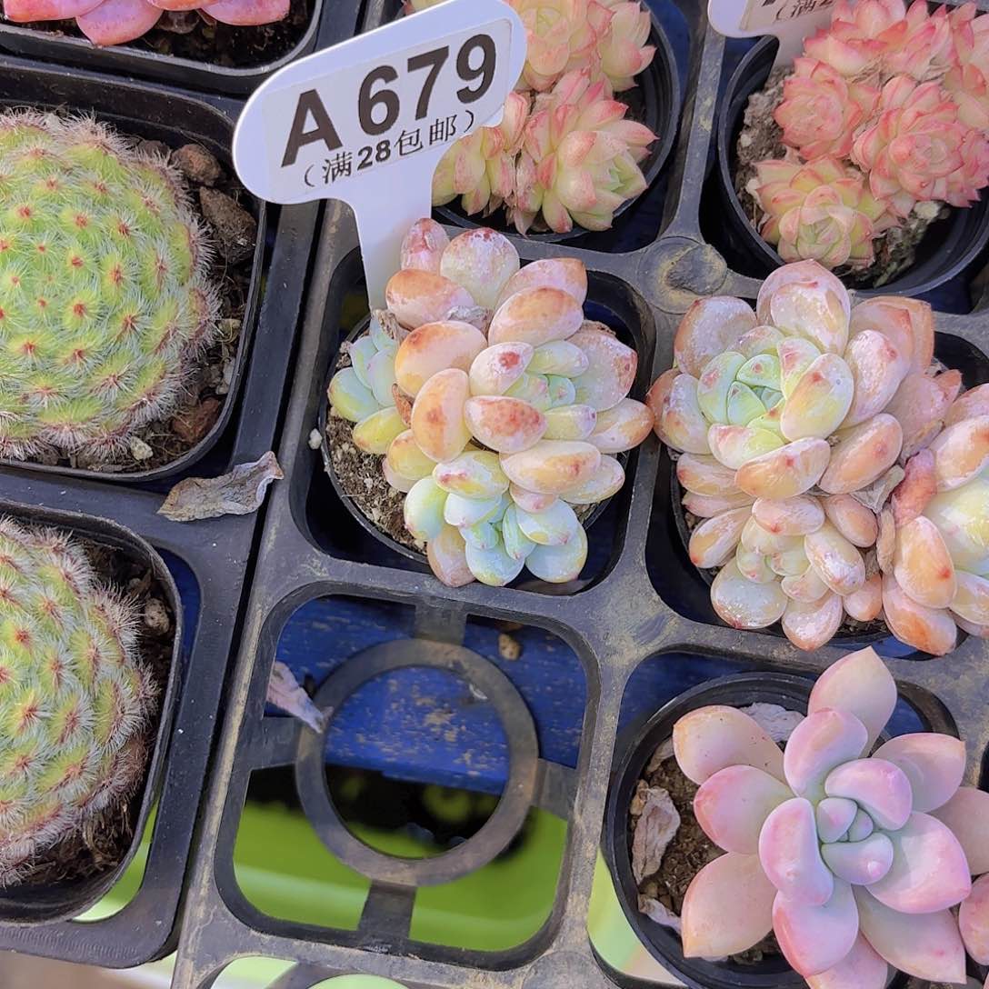 名***记A679冷香一物一拍