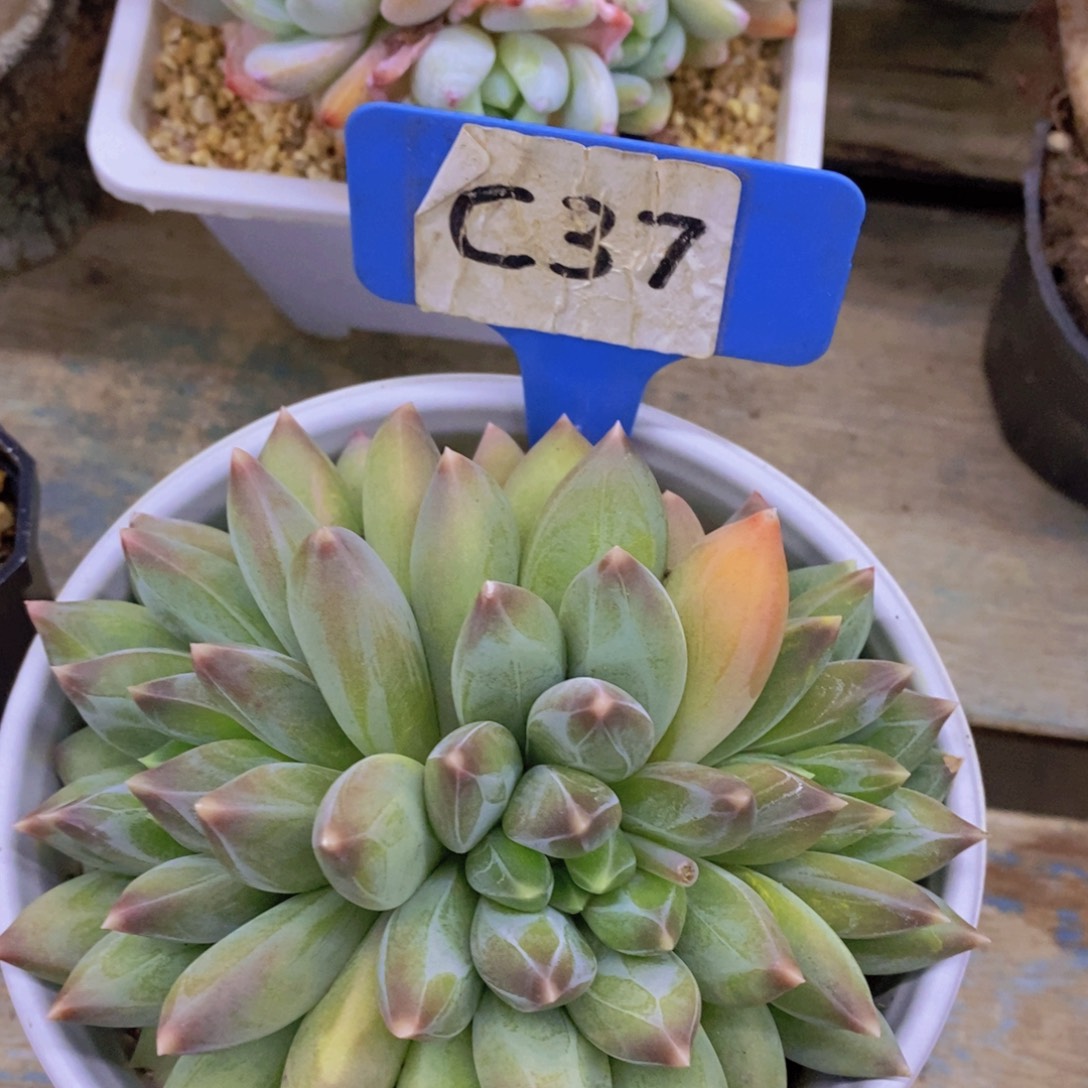 开心多肉，积木gay不做对比