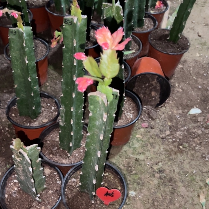 但***然当前无花栽培后可以开花083  405