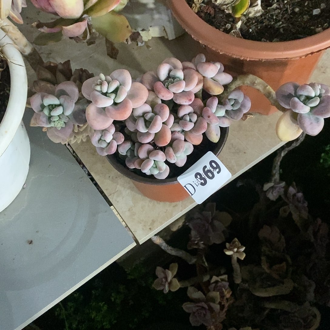 骏*梓369红洛神多肉植物