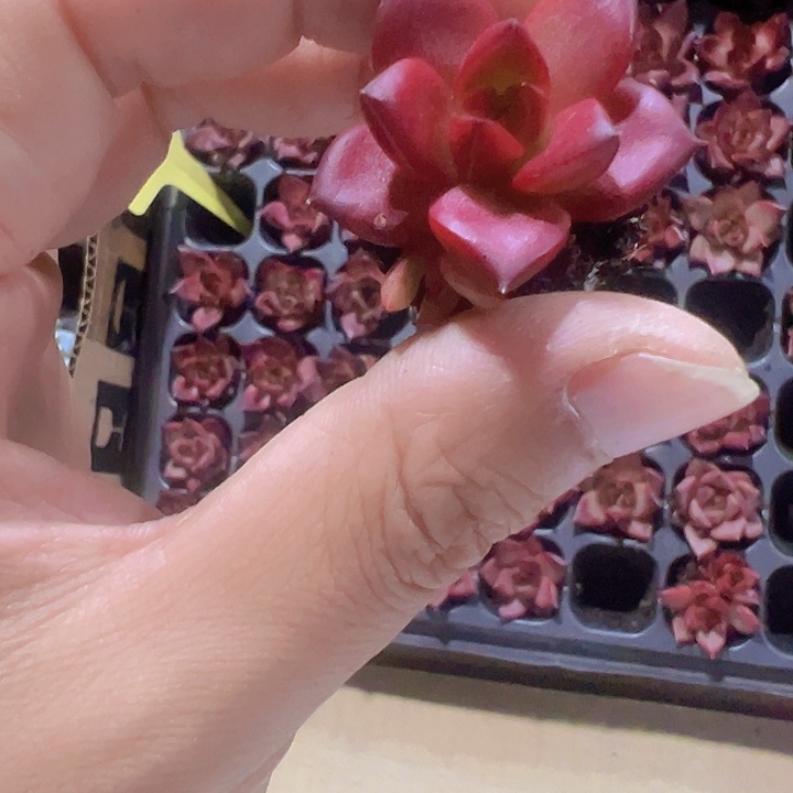 罗宾精品多肉植物
