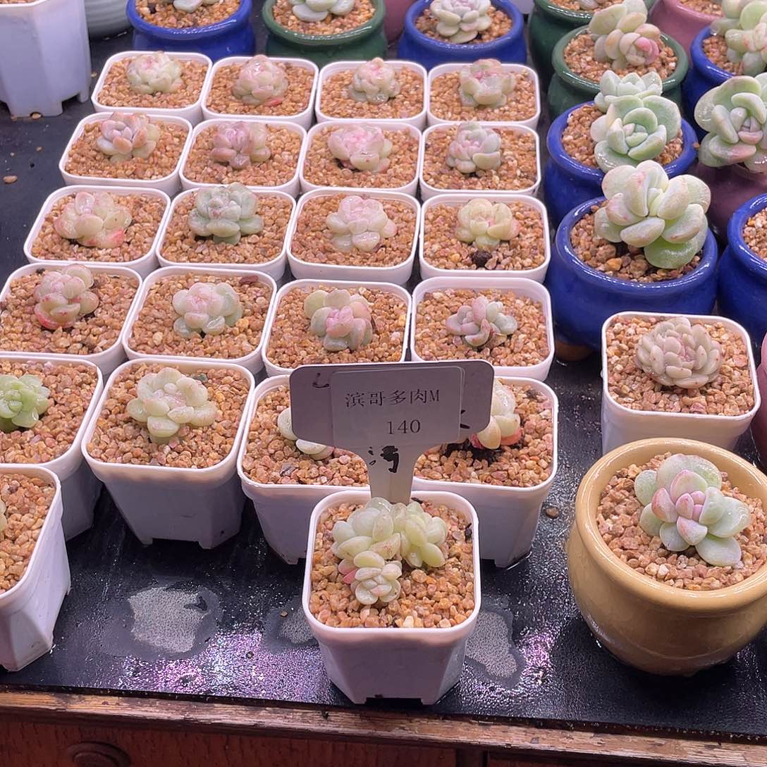 6滨哥多肉M140糖心冰玉石化