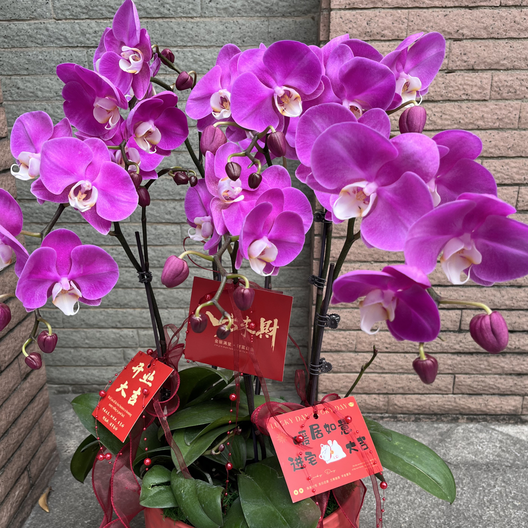 幸运之花素心6株蝴蝶兰带陶瓷盆有花苞耐养新家乔迁公司新店开业