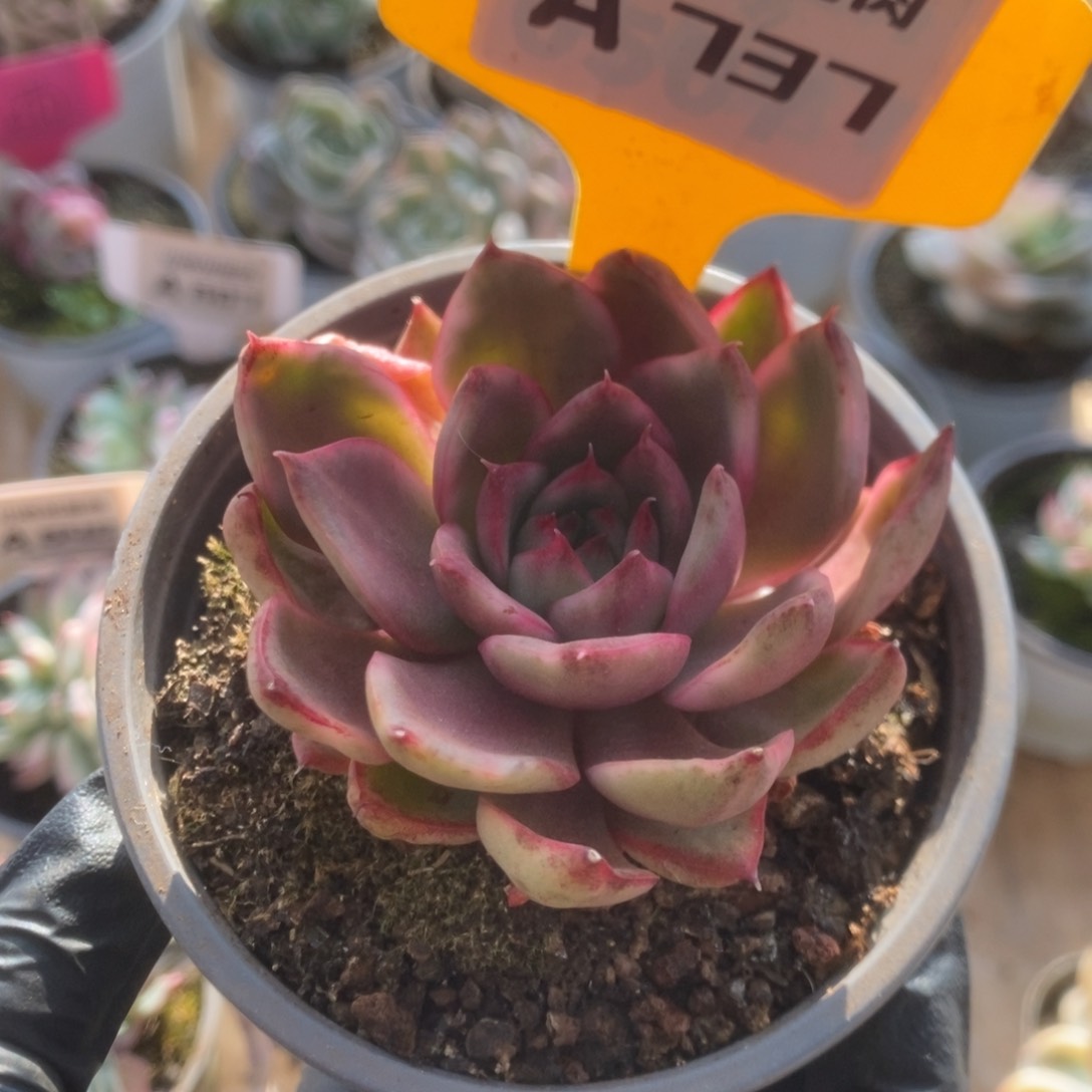 737野马锦锦锦锦锦锦