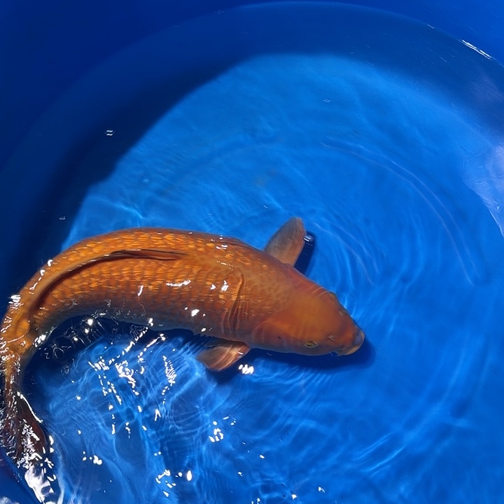 海水鱼茶鲤专拍链接