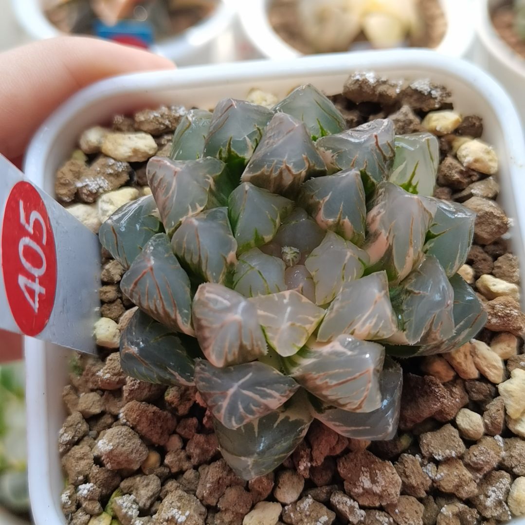 405号紫王玉露锦一物一拍带盆土发货