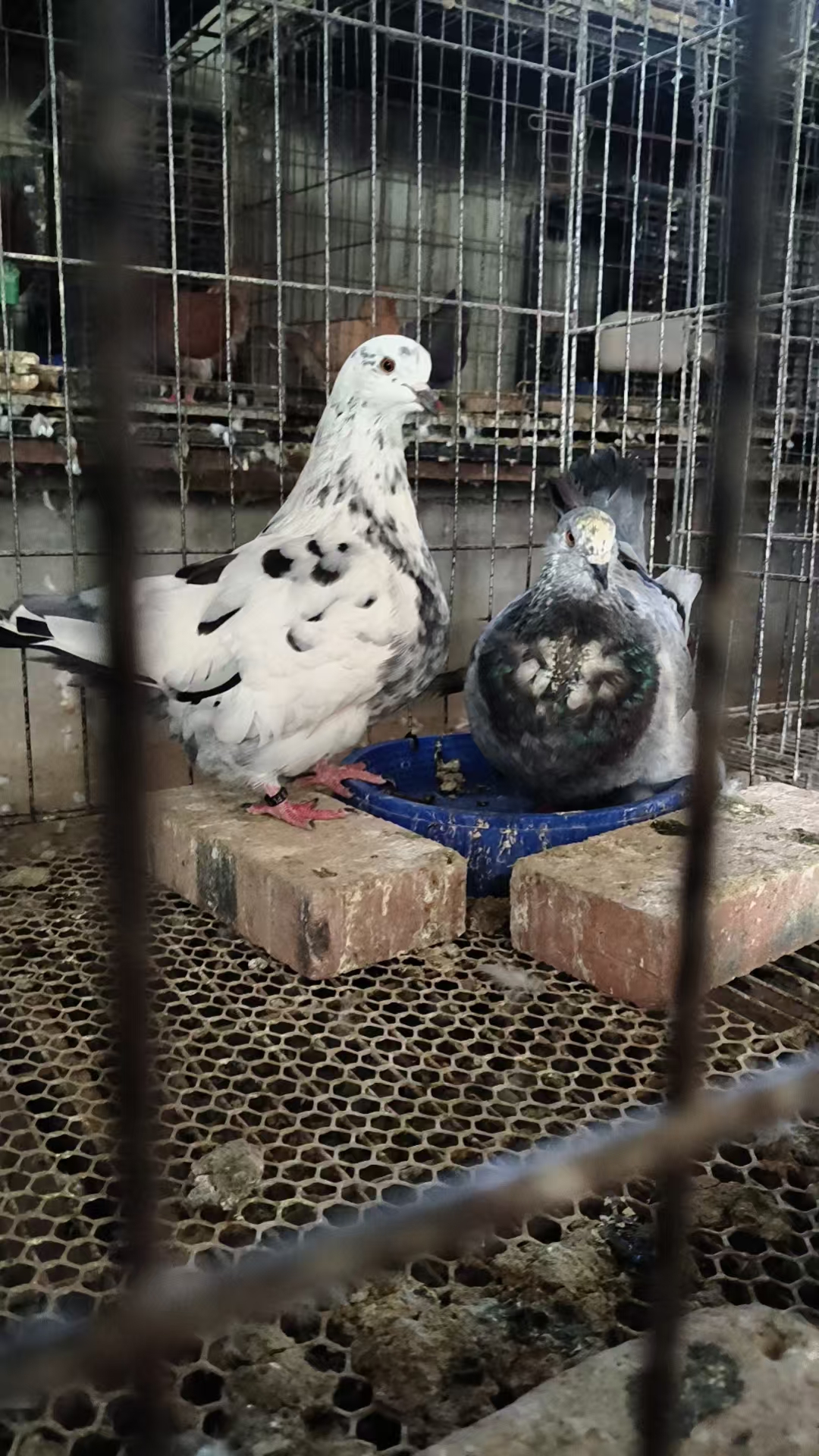 各种鸽子笼观赏鸽麒麟华梦谈