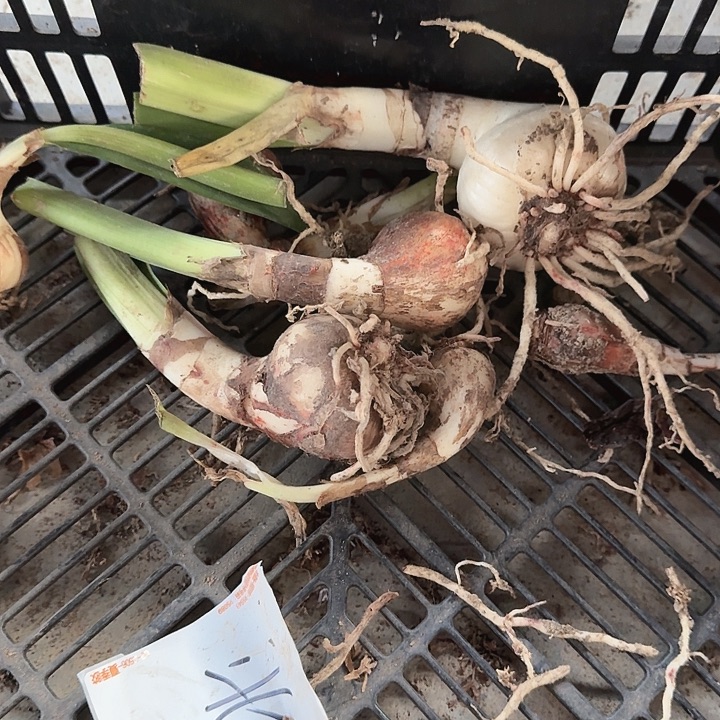 北方姑娘侧芽7个包去