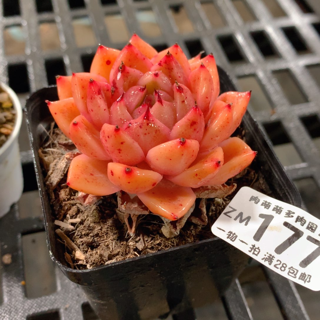 肉萌萌拇指盆精控多肉ZM177