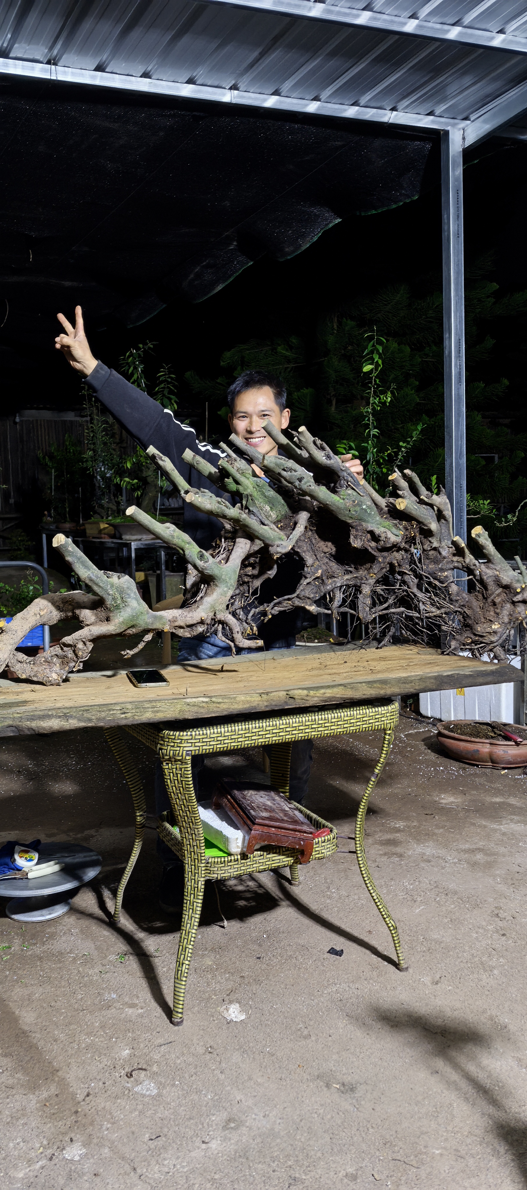 金弹子盆景鲜花绿植园艺艺术品