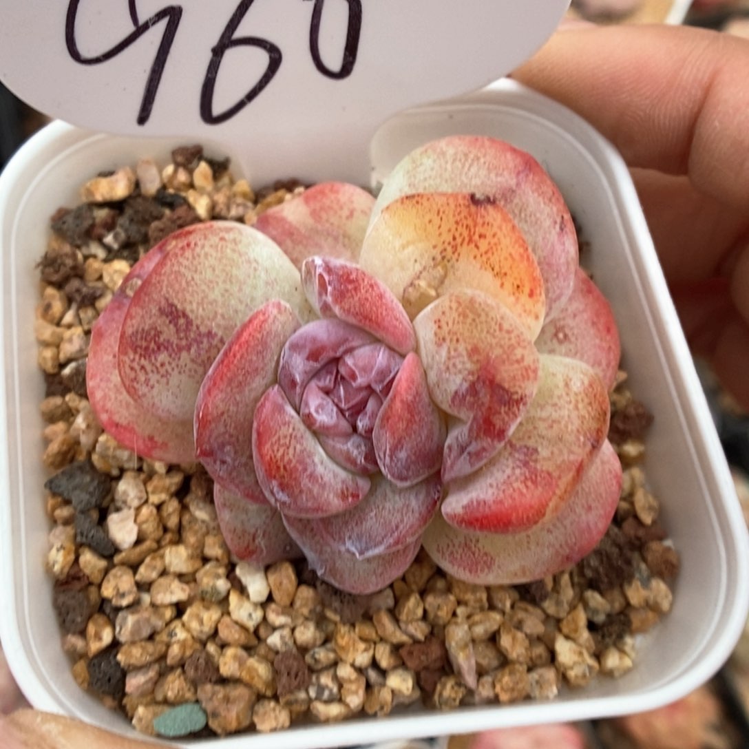 冰玉石化可拍960号