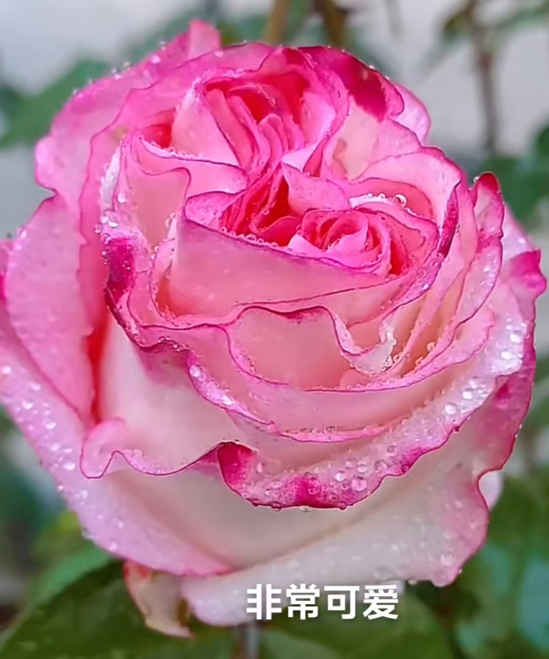 非常可爱大花浓香月季