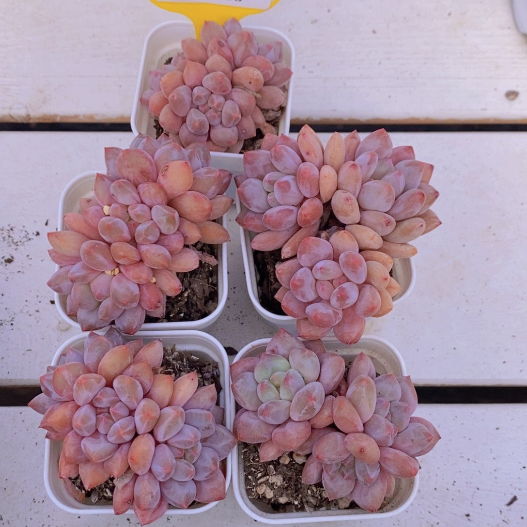 1129-15-精品老桩奶油半夏群一个