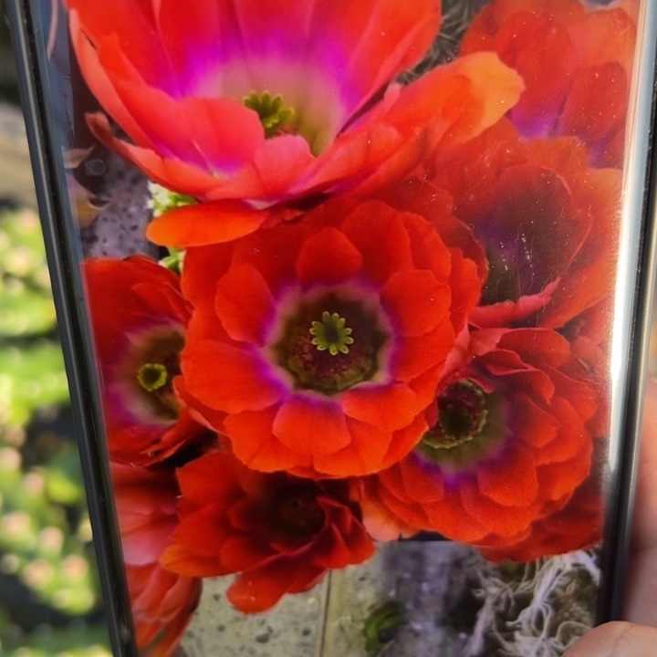 1橘色水仙软无根侧芽5公分左右20