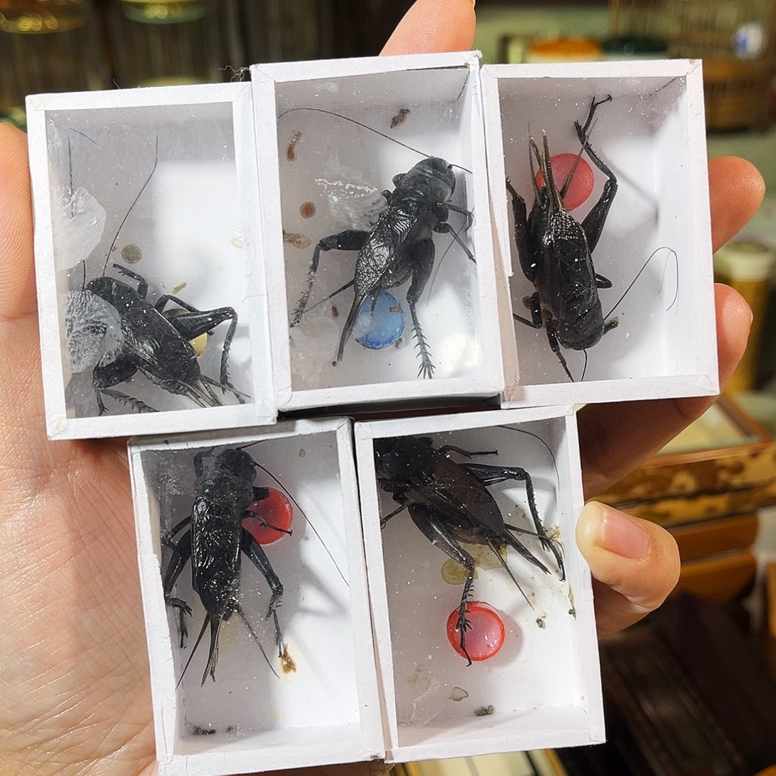 蟋蟀5只人工油葫芦