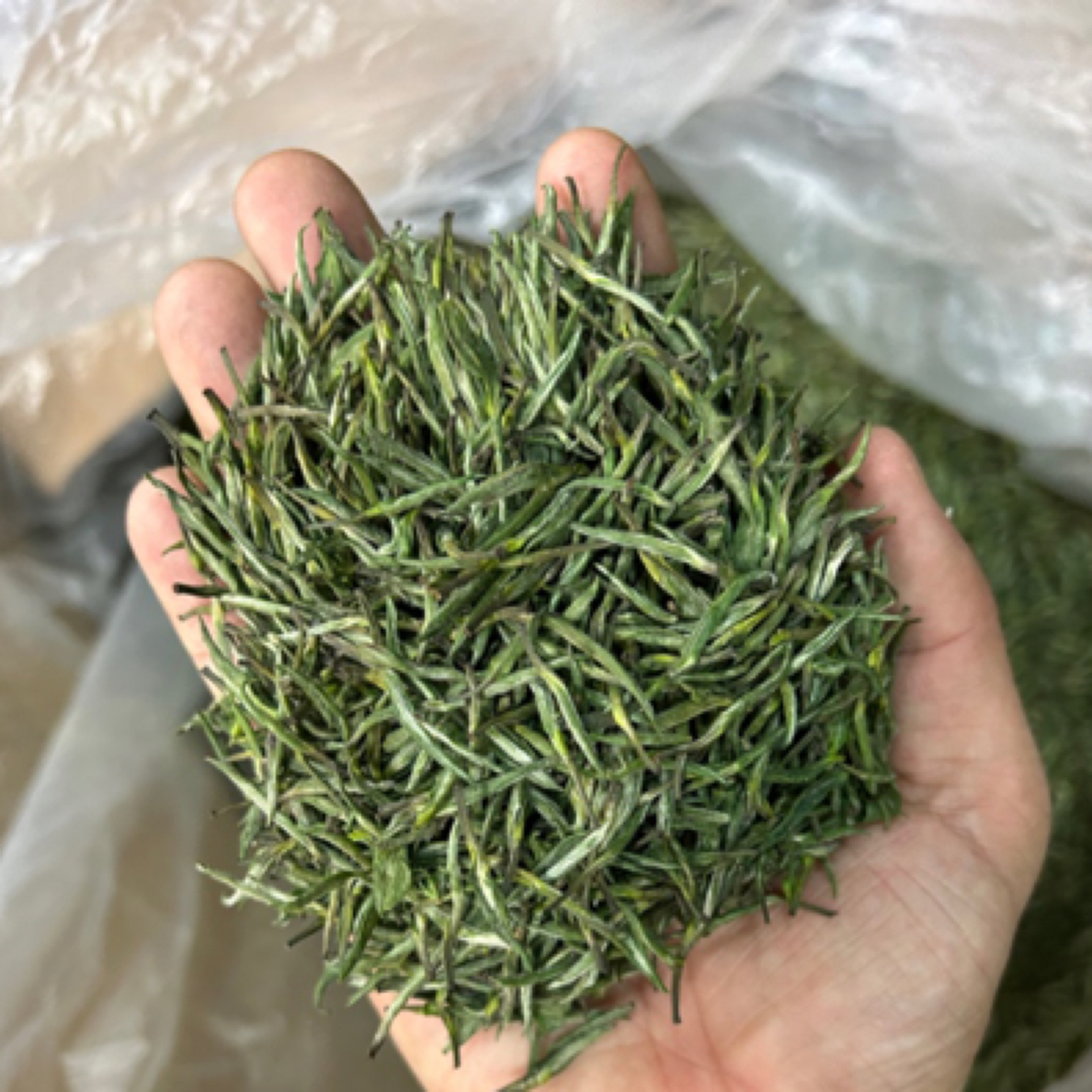 【兰花尖】2025年舒城小兰花新茶兰花香